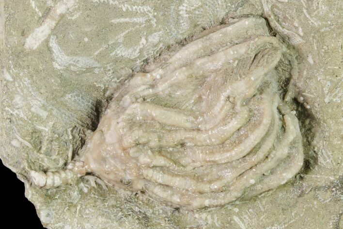 Fossil Crinoid (Dizygocrinus) - Missouri #148980